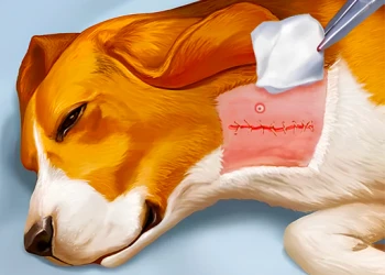 Play Dog Hospital online for free at PlotyGames