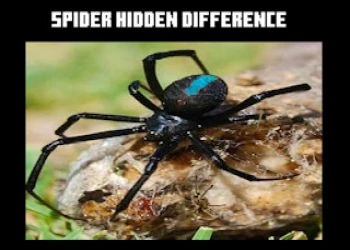 Spider Hidden Difference - Free brain game online at plotygames