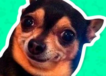 Play What meme dog are you ? online for free at PlotyGames